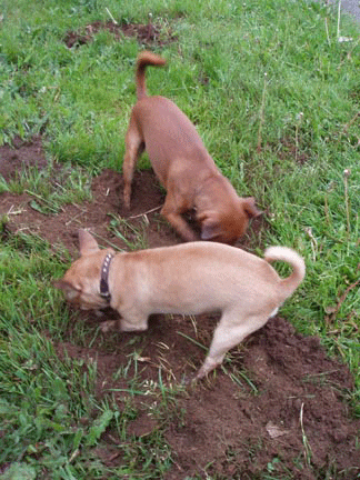 Dogs that dig