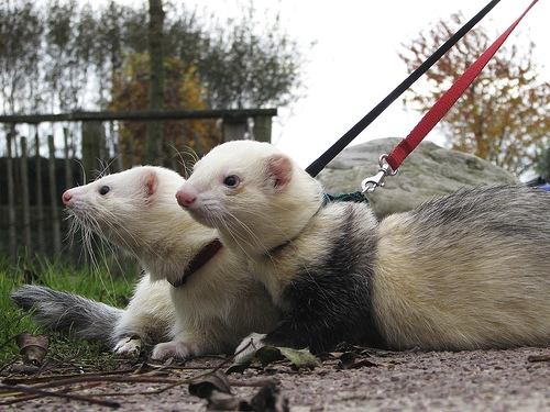 Walking ferrets on a leaash