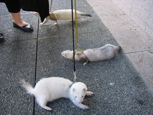 Ferret leash training