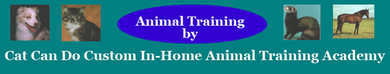 Cat Can Do Custom In Home Training Academy