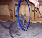 Cat Specialty Training